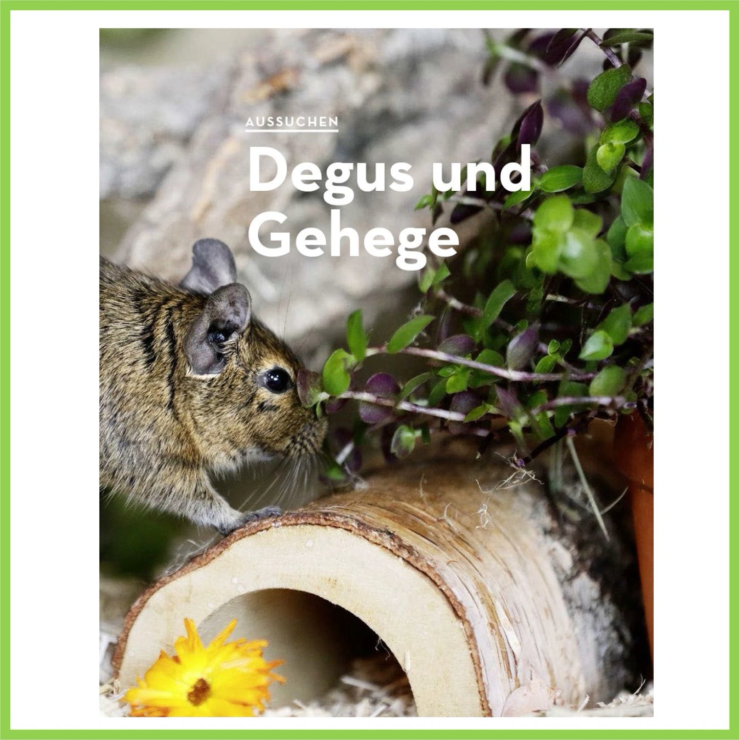 Degus