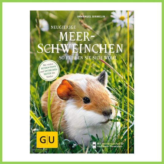 Neugierige Meerschweinchen: So fühlen sie sich wohl - Nagerfarm